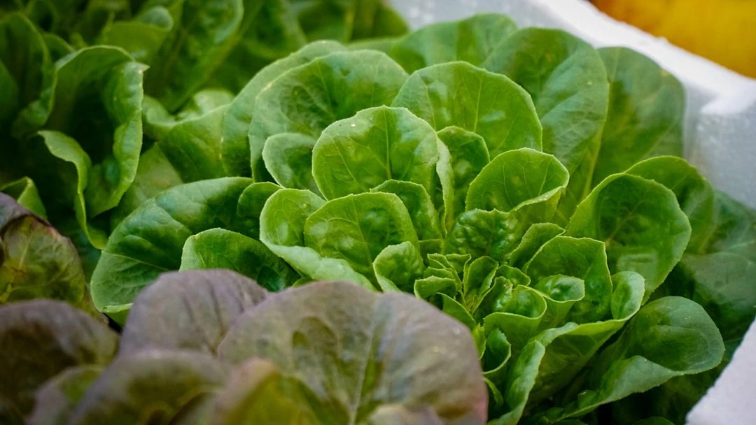 Texas Border Agents Seize $14M Meth Shipment Hidden in Lettuce | Mayors ...